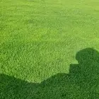 ثيل طبيعي انجيله