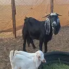 عنز عارضي متوم
