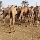 قعدان صومالية تفريد وجمله اوزان طيبه