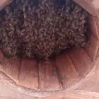 نحل بلدي العددد 87 فيه شي مكملت وشي من تصف