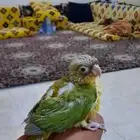 فرخ كنيور