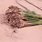 نحن نقوم بقلع الفروخ والجديل وتركيبهن