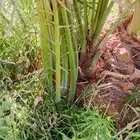 يوجد لدينا نخيل طيب اخلاص وصقعي ومجدوال وسكري