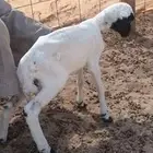 طلي رفيدي