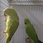 بغبغاء دره هندي