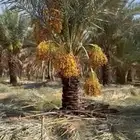 نخل ماشاء الله تبارك الله عربي وزينه