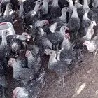 صيصان فيومي للبيع
