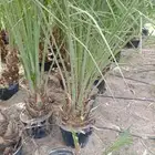 فروخ صقعي مشتول للتصدير داخل مملكه وخارج المملكه لامصر ودول