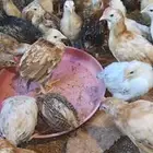 صوص دجاج بلدي هجين تركي العمر شهر