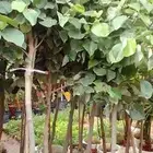 تنسيق حدائق