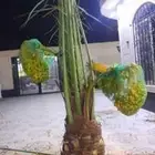 ابوسجاد توريد جميع انواع النخل وتكريب جميع انواع الشبوي