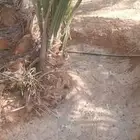 يوجد الدينا جميع انواع انخيل