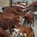 غنم دهم اصول من سنين طويله ماشاء الله