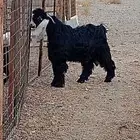 تيس عارضي صنف كفو