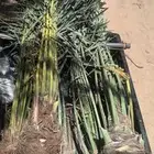 توريد جميع انواع النخل وتكريب جميع انواع النخل
