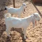 تيوس مشروكه