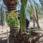 يوجد الدينا نخيل عربي مثمر جميع المقاسات