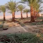 يوجد لدينا نخل عربي وشنطني