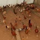دجاج بلدي هجين تركي عمر 3 شهور