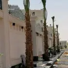 نخل واشنطن وعربي بجميع المقاسات وسعر طيب