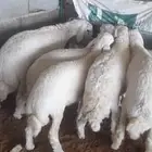 طليان ذبايح