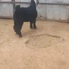 تيس عارضي جذع