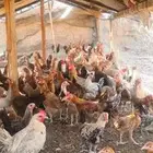 دجاج بلدي نظيف