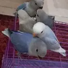 للبيع عدد(5) فروخ روز مفطومه اليفه