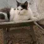 قطه ضايعه قريب من الهيبه الأقتصاديه الحرزات