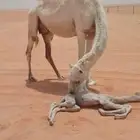 خلفه هديه ميت حواره