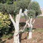اشجار زيتون معمر اشجار زيتون اعمار خياليه