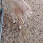 رفيدي