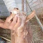 ماعز قزمي وماعز جنوبيات للبيع مع الفحل