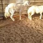للبيع فحل حري