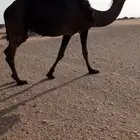 ناقه مجهم