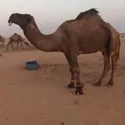 بعير للبيع