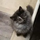 كيتين شيرازي للبيع