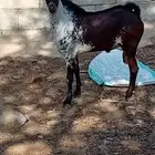 مشروع فحل أوشاح