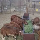 ذبايح