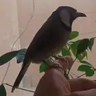 بلبول تغريد واليف