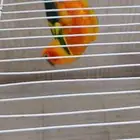 صن كنيور