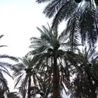 ثمر نخل للبيع على روس النخل