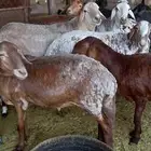 ماعز وضان مراح واحد