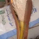 لقاح نخل للبيع