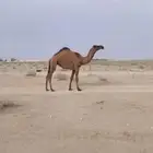 بكره عبدانيه