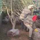 اشجار زيتون