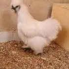 ديك ودجاجه قطنيات