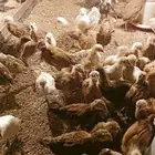 صوص بلدي للبيع