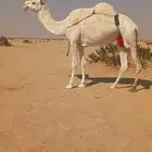 للبيع ناقة عفراء وقعدان