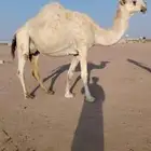 للبيع لقحه وضحاء لها 11 شهر القاح